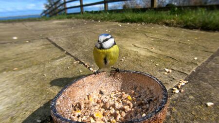 Blue Tit feeding from Insect Coconut Suet Shells in UKの写真素材