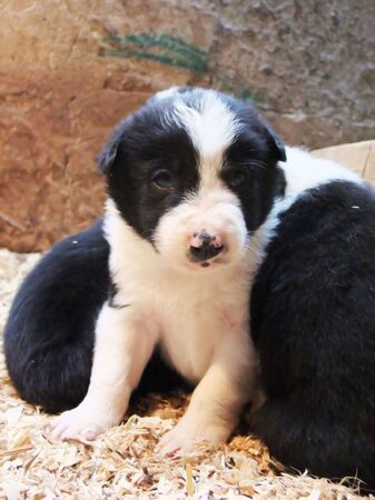 Border Collie pups playing in a box with sawdust beddingの写真素材