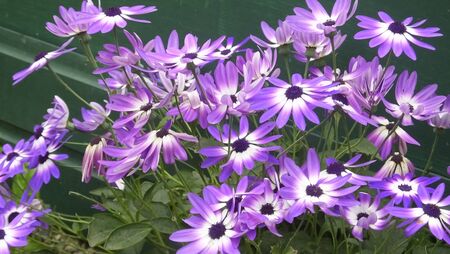 cineraria flowers and plants in a garder centre in UKの写真素材