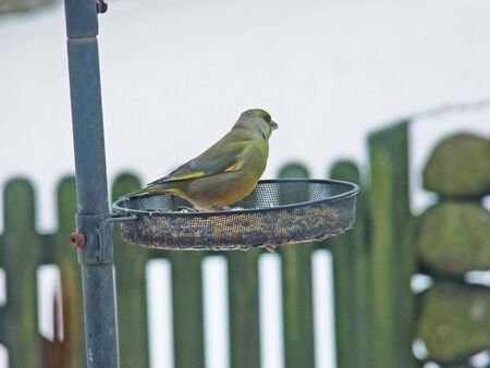 Greenfinch Green finch on a bird table with white snow in background 3の写真素材