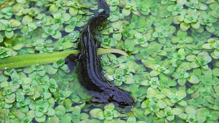 Nute in water in a pond in Northern Ireland