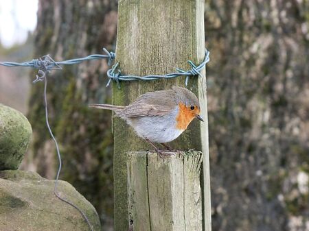 Robin in snow in Ireland