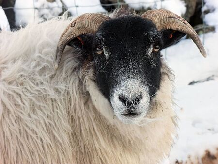 Sheep standing in snow in Irelandの写真素材