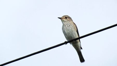 Spotted flycatcher in Ireland