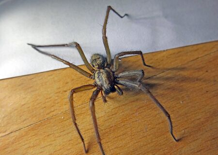 Tegenaria Gigantea spider