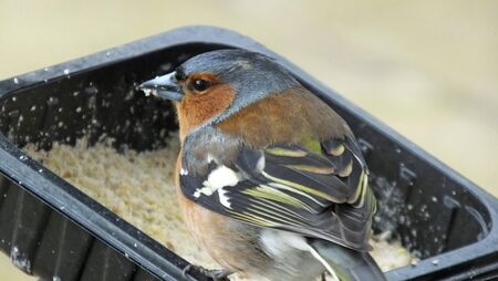 The common chaffinch feeding from ground in Northern Irelandの写真素材