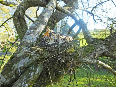 Thrush chicks in nest in Ireland