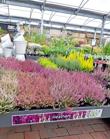 Heather selection in a garden centreの写真素材