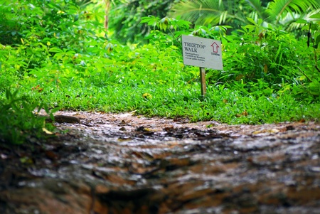 Tree Top Walk, Forest Dirt Track Markerの写真素材