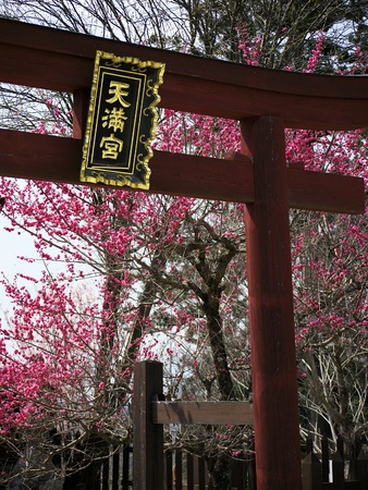 Blooming red cherry blossom flowers at Torii gate entrance in Yoshino, Japan.のeditorial素材