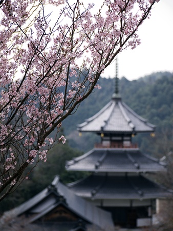 Blooming pink cherry blossom flowers with a distant buddhist temple in the backdrop in Yoshino, Japan.のeditorial素材