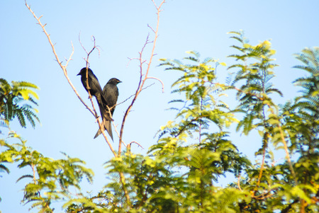 couple bird の写真素材
