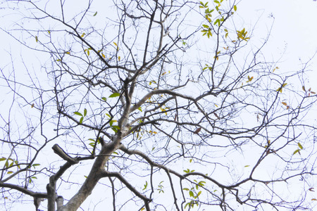 branch of tree ,black and white tone
