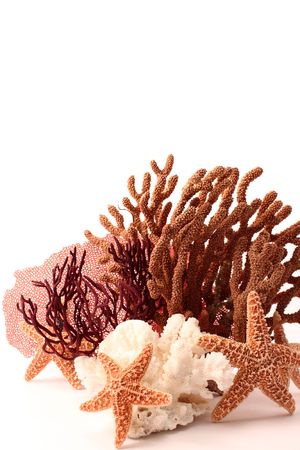 Pisaster ochraceousstarfish and coral aquarium decoration elementsの写真素材