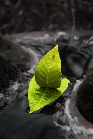 boat of leaves sailing in mini riverの写真素材