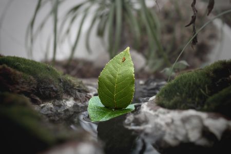 boat of leaves sailing in mini riverの写真素材