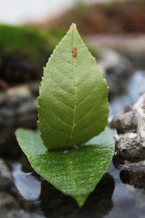 boat of leaves sailing in mini river