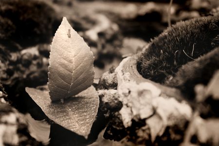 boat of leaves sailing in mini river