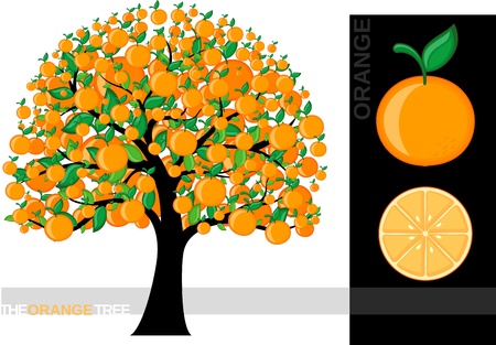 Illustration of a cartoon orange tree isolated on white background, very useful for several concepts (font used is a のイラスト素材