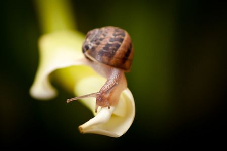 close up of a garden snail crawling on plantの写真素材