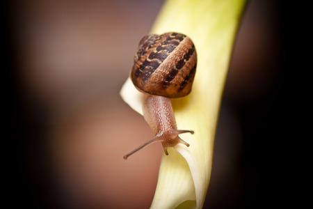 close up of a garden snail crawling on plantの写真素材