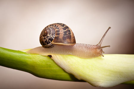 close up of a garden snail crawling on plantの写真素材