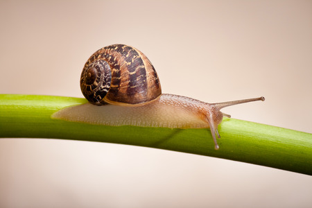 close up of a garden snail crawling on green stem of plant の写真素材
