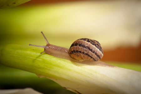 close up of a garden snail crawling on plantの写真素材