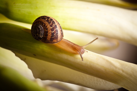 close up of a garden snail crawling on plantの写真素材