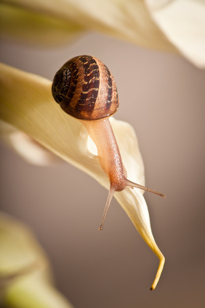 close up of a garden snail crawling on plantの写真素材