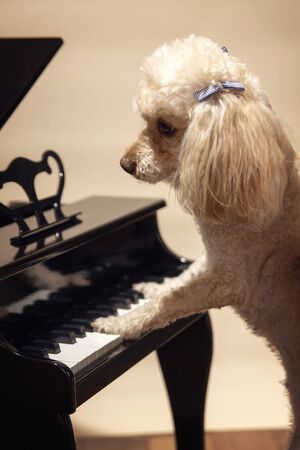 Cute dog playing the piano. Its a little maltipoodle breed learning to make musicの写真素材