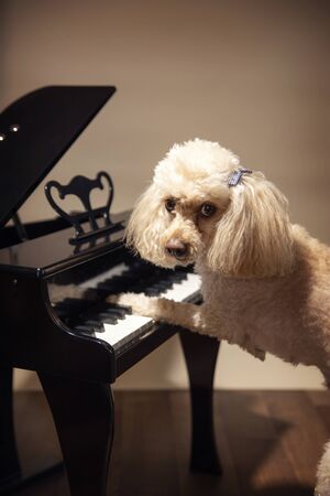 Cute dog playing the piano looking to the camera. Its a little maltipoodle breed learning to make musicの写真素材
