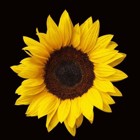 sunflower flower isolated on black background, wet petals with rain dropsの写真素材