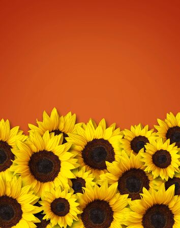 many sunflowers on orange color background. Copy spaceの写真素材