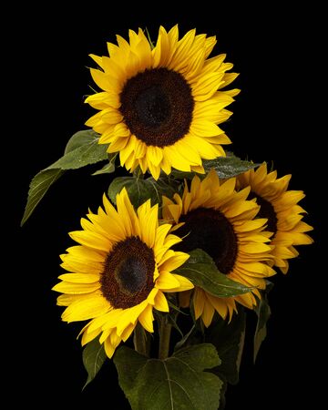 sunflower flower bouquet isolated on black background, wet petals with rain dropsの写真素材