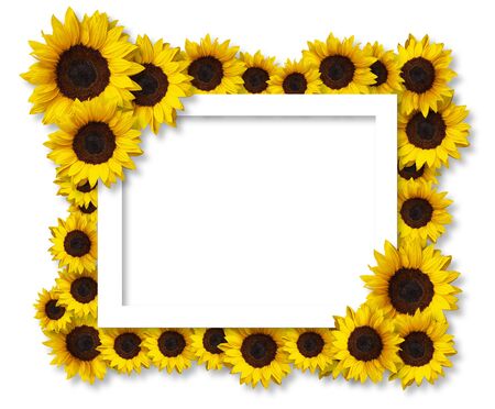 floral frame greeting card with sunflower flowers isolated on white background with copy space. Can be used for invitation or mothers day cardの写真素材