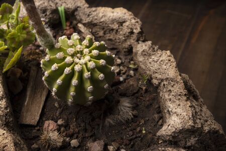 Echinopsis subdenudata cactus in stone plantpot with wooden background. Commonly called Domino Cactus or Easter Lily Cactusの写真素材