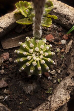 top view of Echinopsis subdenudata cactus in stone plantpot. Commonly called Domino Cactus or Easter Lily Cactusの写真素材