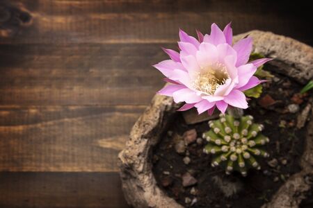 Echinopsis subdenudata flower on wooden background with copy space for your text. Commonly called Domino Cactus or Easter Lily Cactusの写真素材