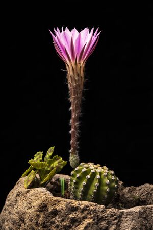 Echinopsis subdenudata commonly called Domino Cactus. Cactus blooming (Easter Lily Cactus) on black backgroundの写真素材