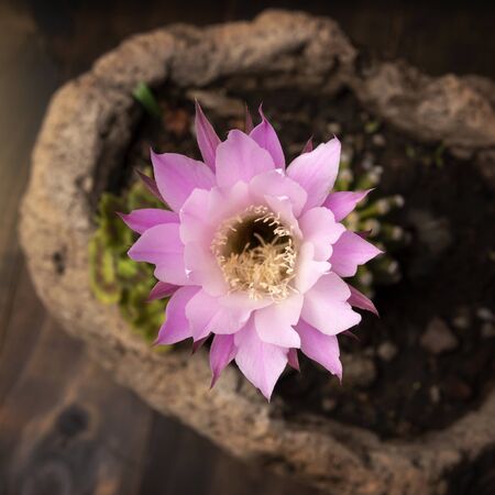 Echinopsis subdenudata cactus flower. Commonly called Domino Cactus or Easter Lily Cactusの写真素材