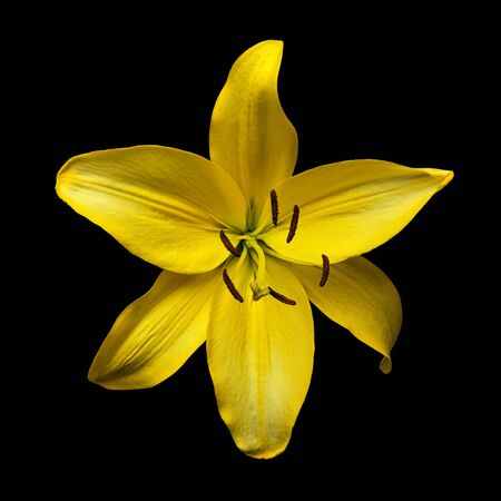 yellow flower daylily Hemerocallis 'Hyperion' isolated on black backgroundの写真素材