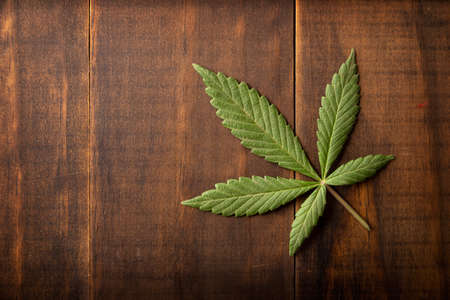 cannabis sativa leaf (marijuana) on rustic wooden background with copy spaceの写真素材