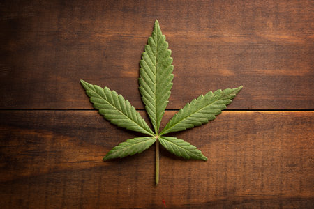 cannabis sativa leaf (marijuana) on rustic wooden background with copy spaceの写真素材