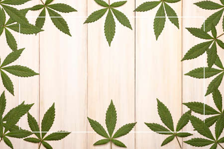 green fresh cannabis sativa leafleaves (marijuana) framing a rustic white wooden background with copy spaceの写真素材