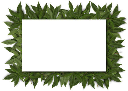 blank card with green fresh cannabis sativa leaves (marijuana) frame on white backgroundの写真素材