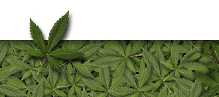 green fresh cannabis sativa leaves (marijuana) border frame with copy spaceの写真素材