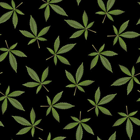 seamless pattern of green fresh cannabis sativa leaves (marijuana) on black background. Can be tiledの写真素材