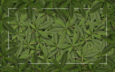 green fresh cannabis sativa leaves (marijuana) frame backgroundの写真素材
