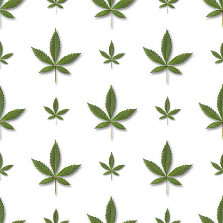 seamless pattern of green fresh cannabis sativa leaves (marijuana) on white background. Can be tiledの写真素材